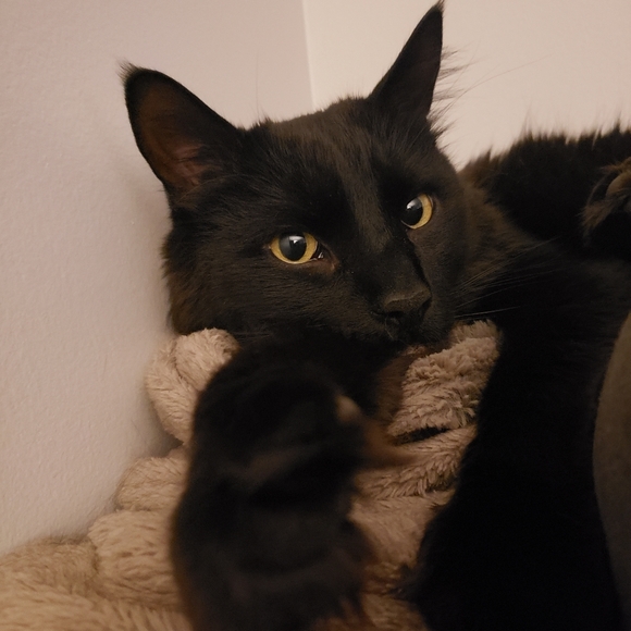 Meet your Posher, Meghan - Picture 1 of 1